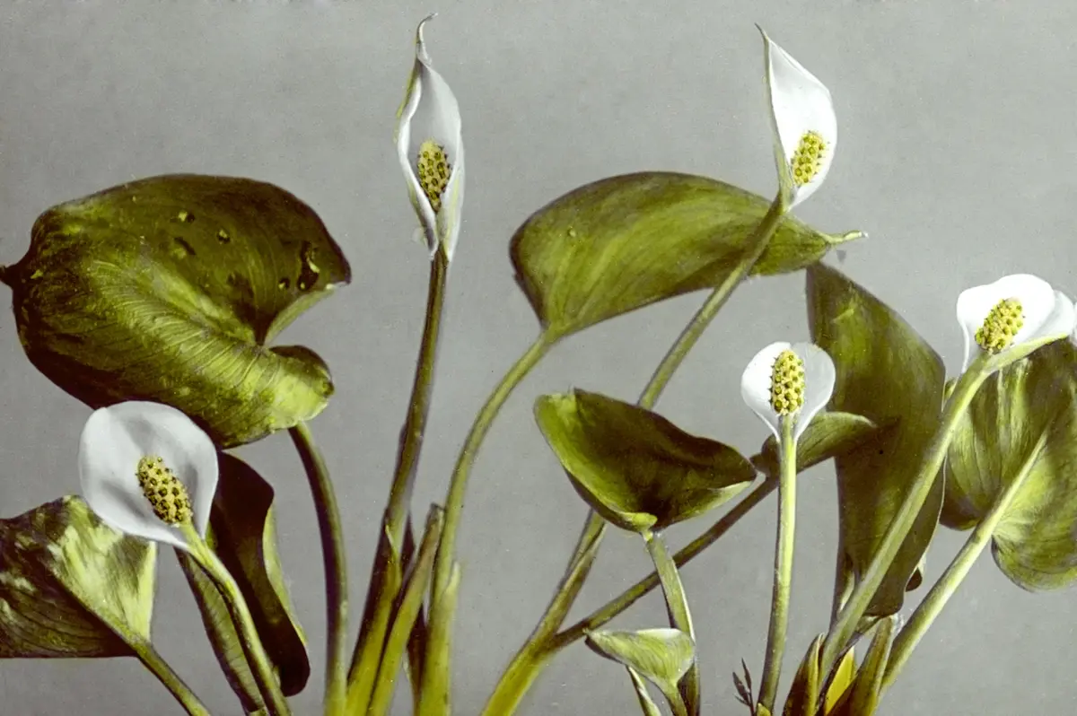 Close up photo of white flowers on a grey background